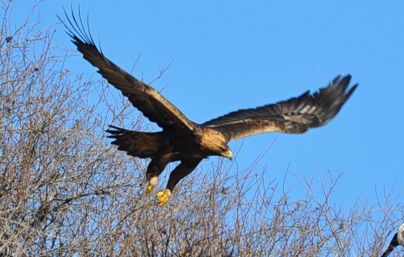 Беркут Aquila chrysaetos