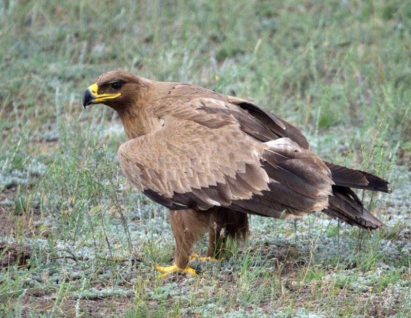 Степной орёл Aquila nipalensis Hodgson, 1833