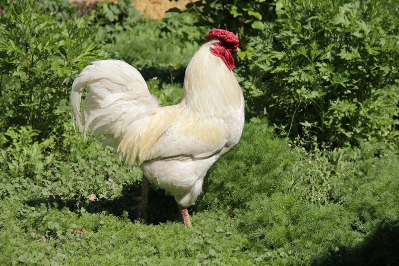 Курица парунья
