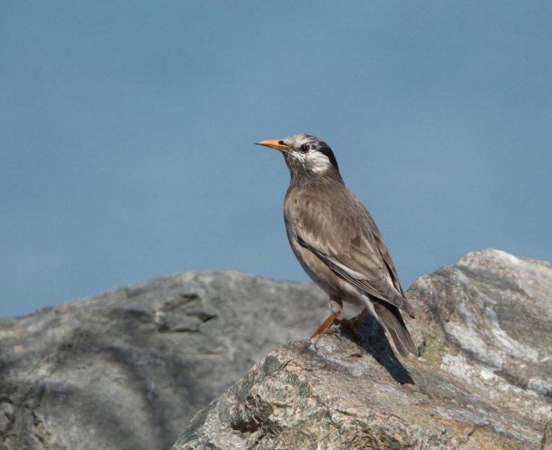 Gray Catbird
