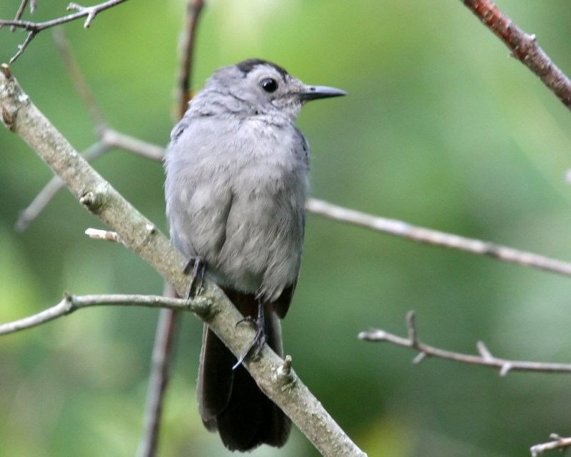 Дрозд-деряба (turdus viscivorus)