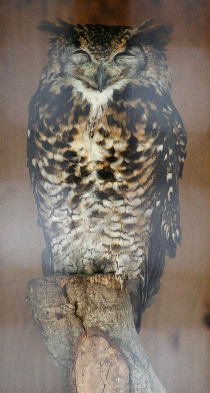 Филин обыкновенный (Bubo Bubo)