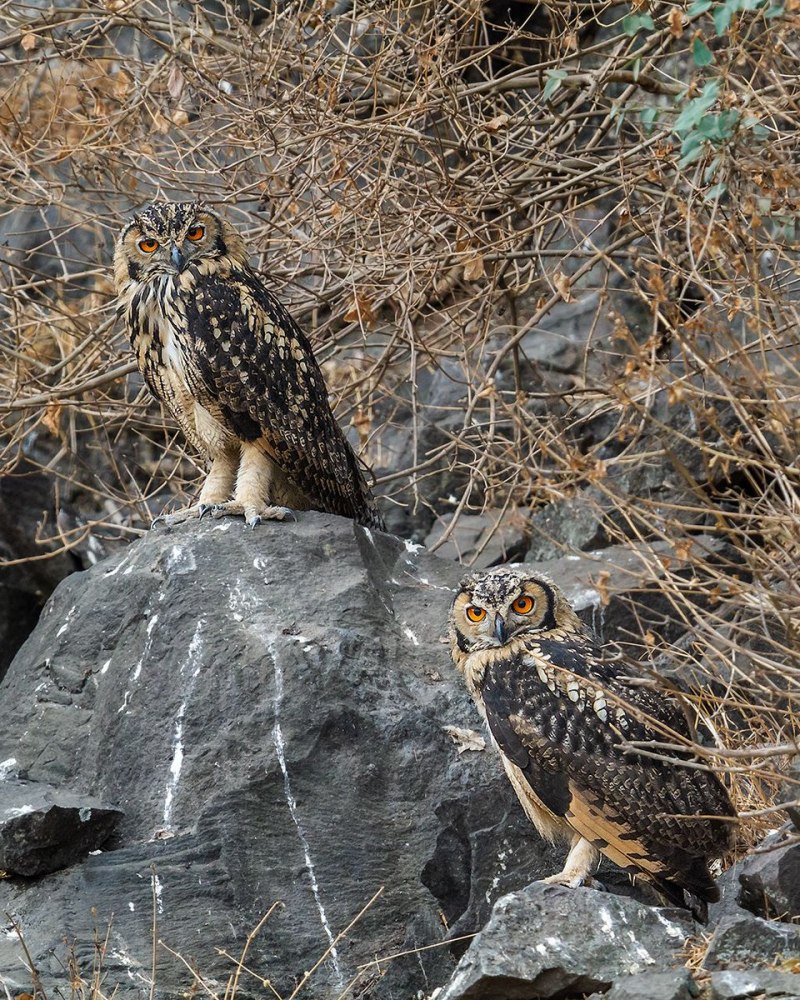 Giant Eagle-Owl