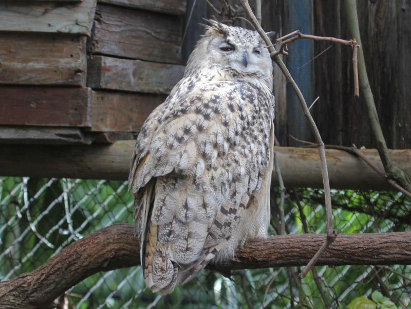 Eurasian Eagle Owl Attack