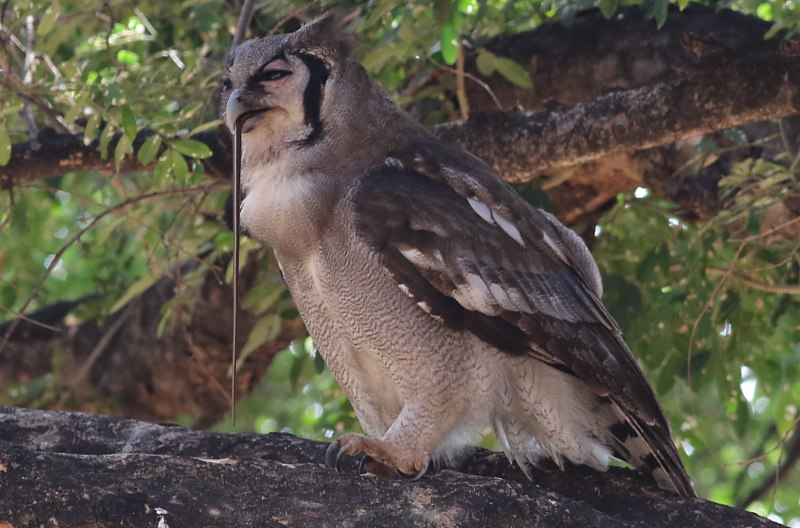 By Owl горячее фото