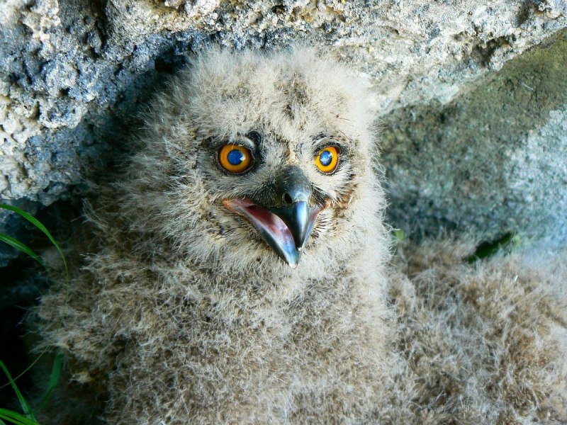 Филин обыкновенный (Bubo Bubo)