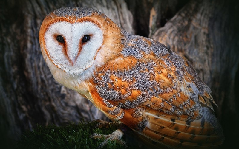 Barred Eagle-Owl