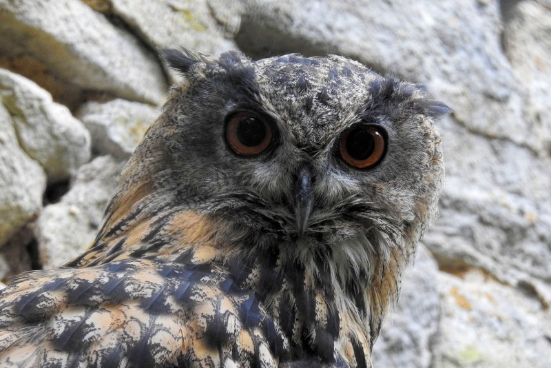 Verreaux's Eagle Owl