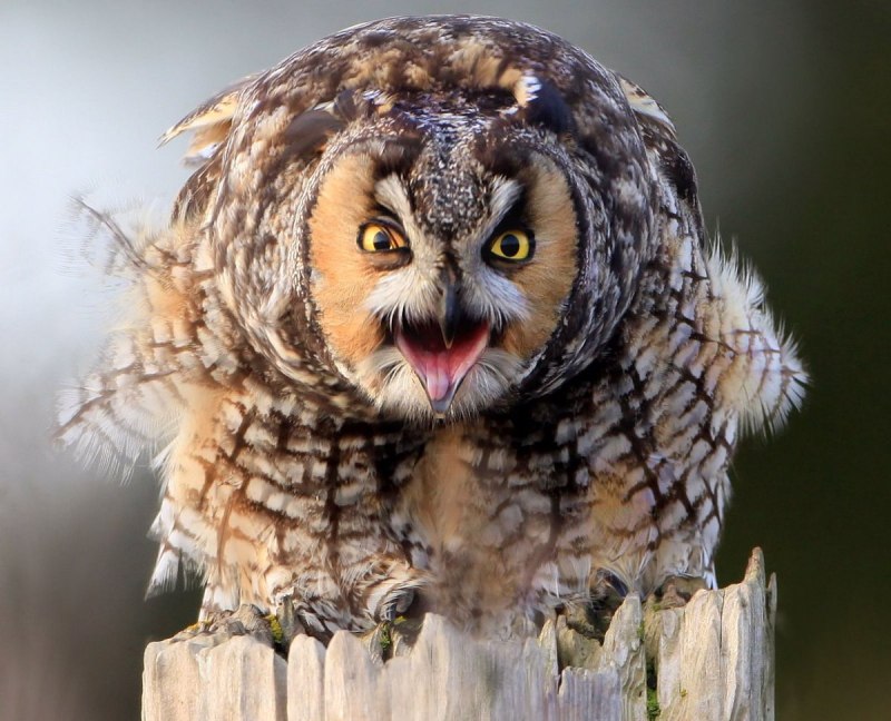 Bubo Unicus слив