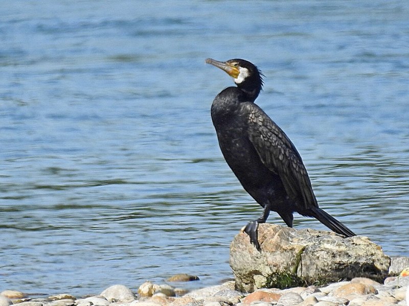 Phalacrocorax Carbo птица
