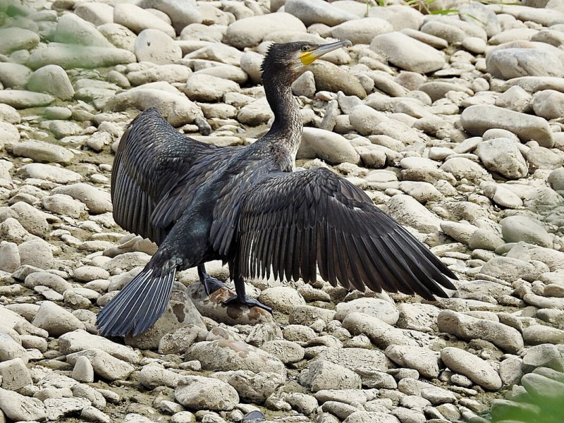 Phalacrocorax Carbo птица