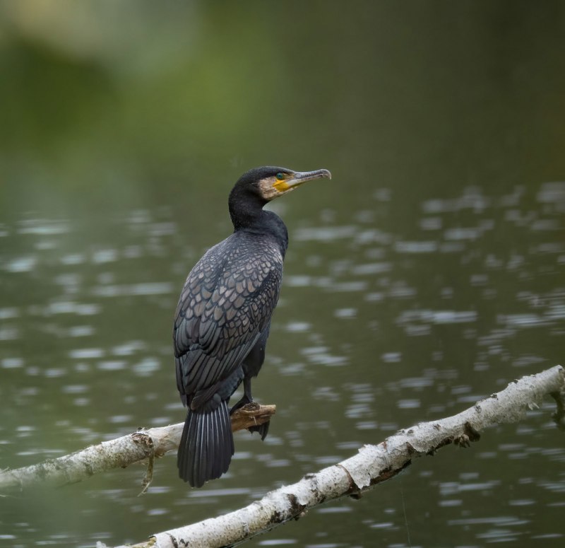 Phalacrocorax Carbo птица