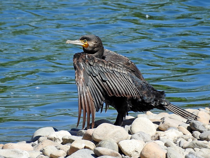Больших Бакланов (Phalacrocorax Carbo)
