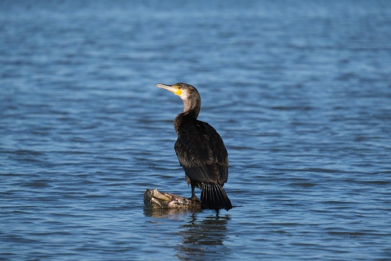 Большой Баклан Phalacrocorax Carbo