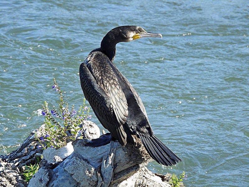 Больших Бакланов (Phalacrocorax Carbo)