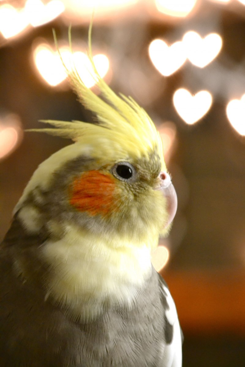 Попугаи порода Cockatiel неон