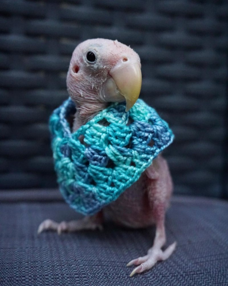Rhea попугай