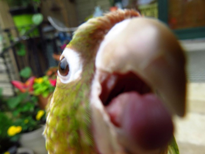 Сера-хохлатый Какаду (Cacatua galerita)