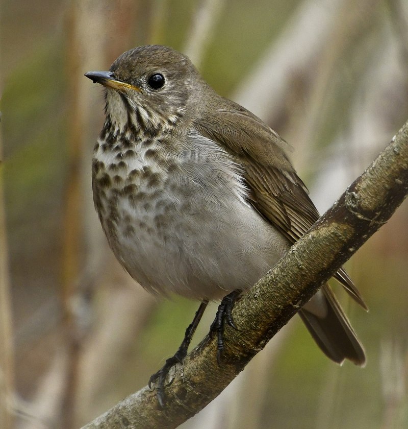 Дрозд-отшельник (Catharus guttatus)