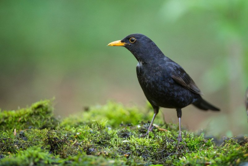 Певчий Дрозд (turdus philomelos)