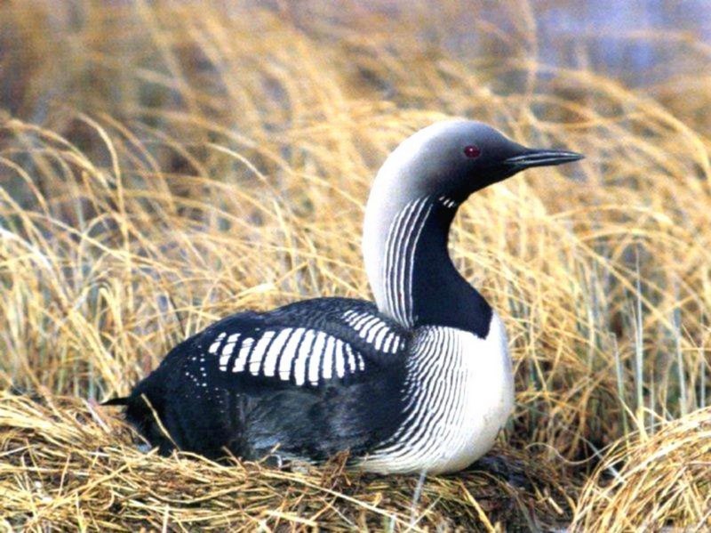Гагара чернозобая Gavia Arctica Linnaeus, 1758
