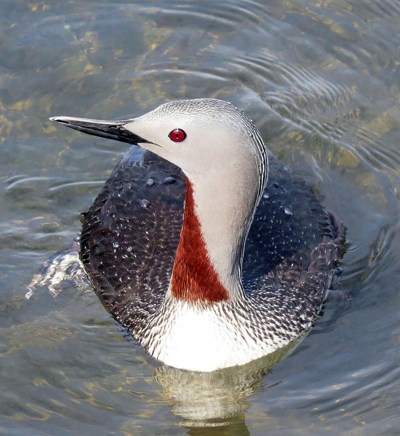 Краснозобая гагара (Gavia stellata)