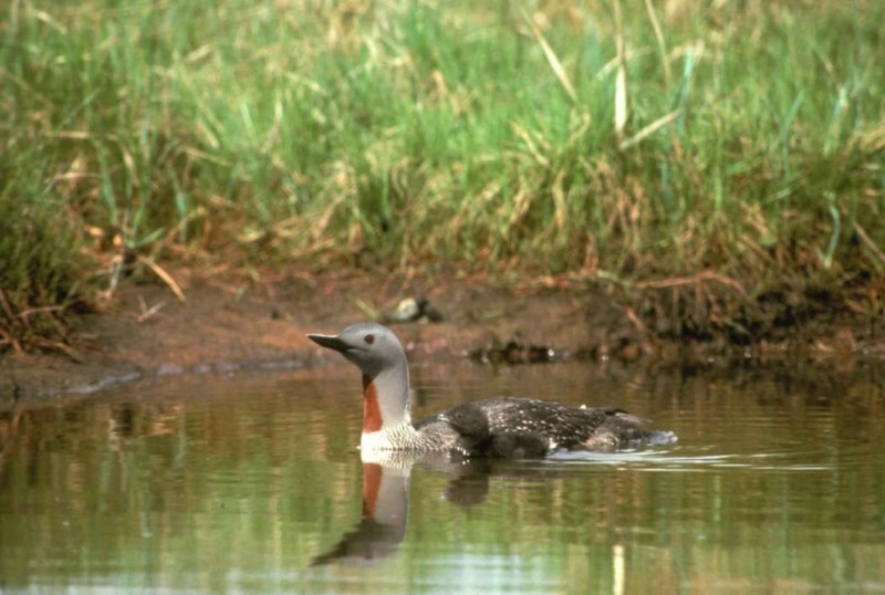 Водоплавающие птицы Краснозобая Гага