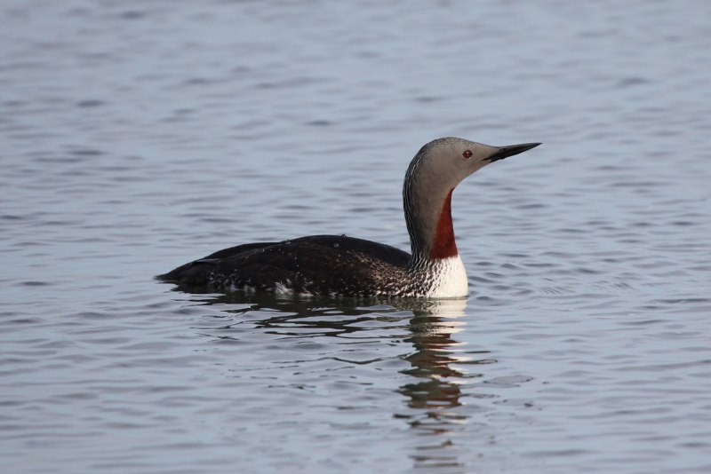 Краснозобая гагара (Gavia stellata)