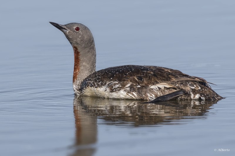 Гагара чернозобая (Gavia Arctica)