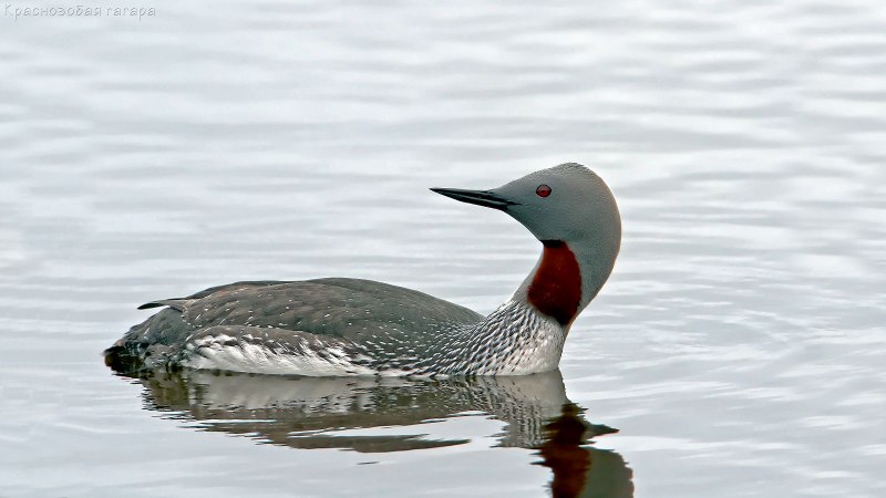 Краснозобая гагара (Gavia stellata)