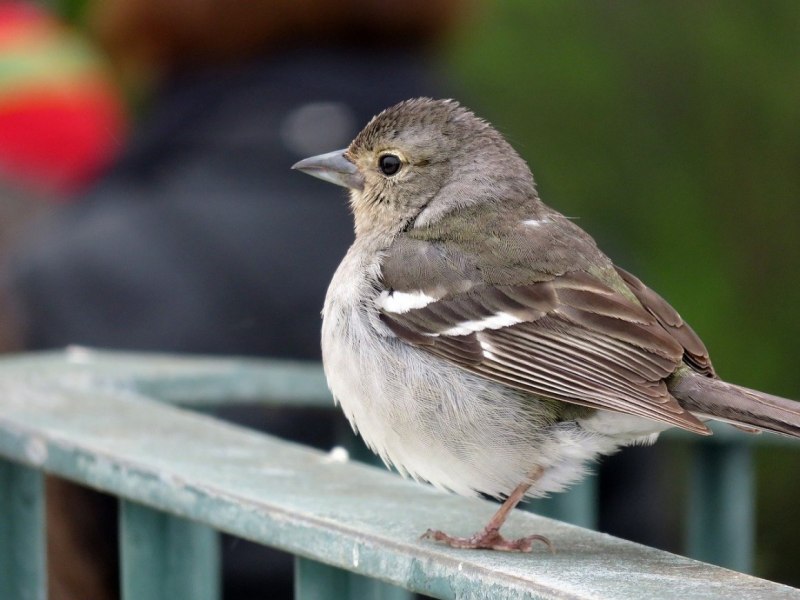 Saxicola rubicola