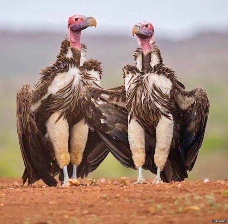 Vulture Bee