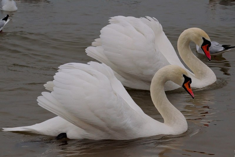 Batumi Swan Bird