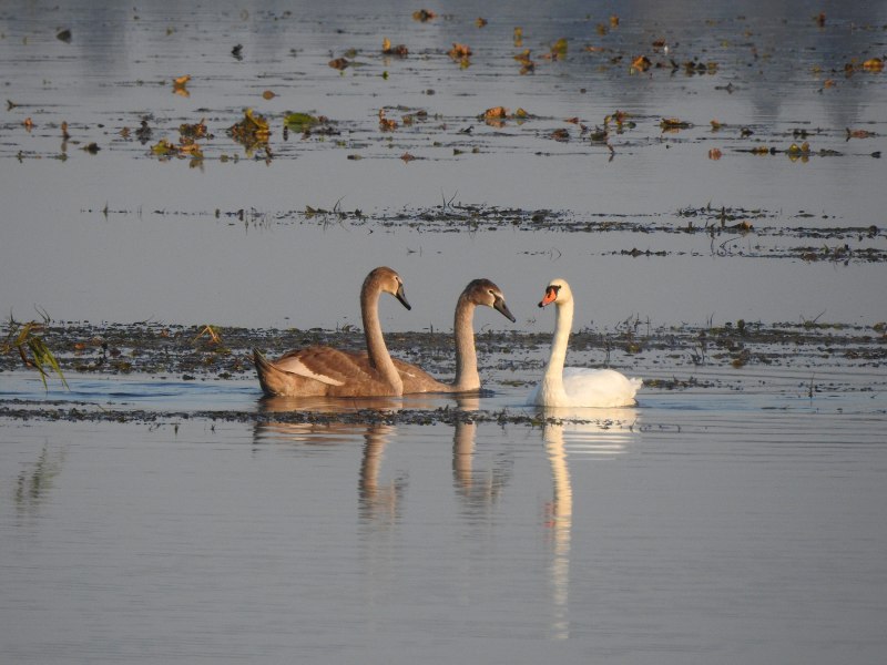 Batumi Swan Bird