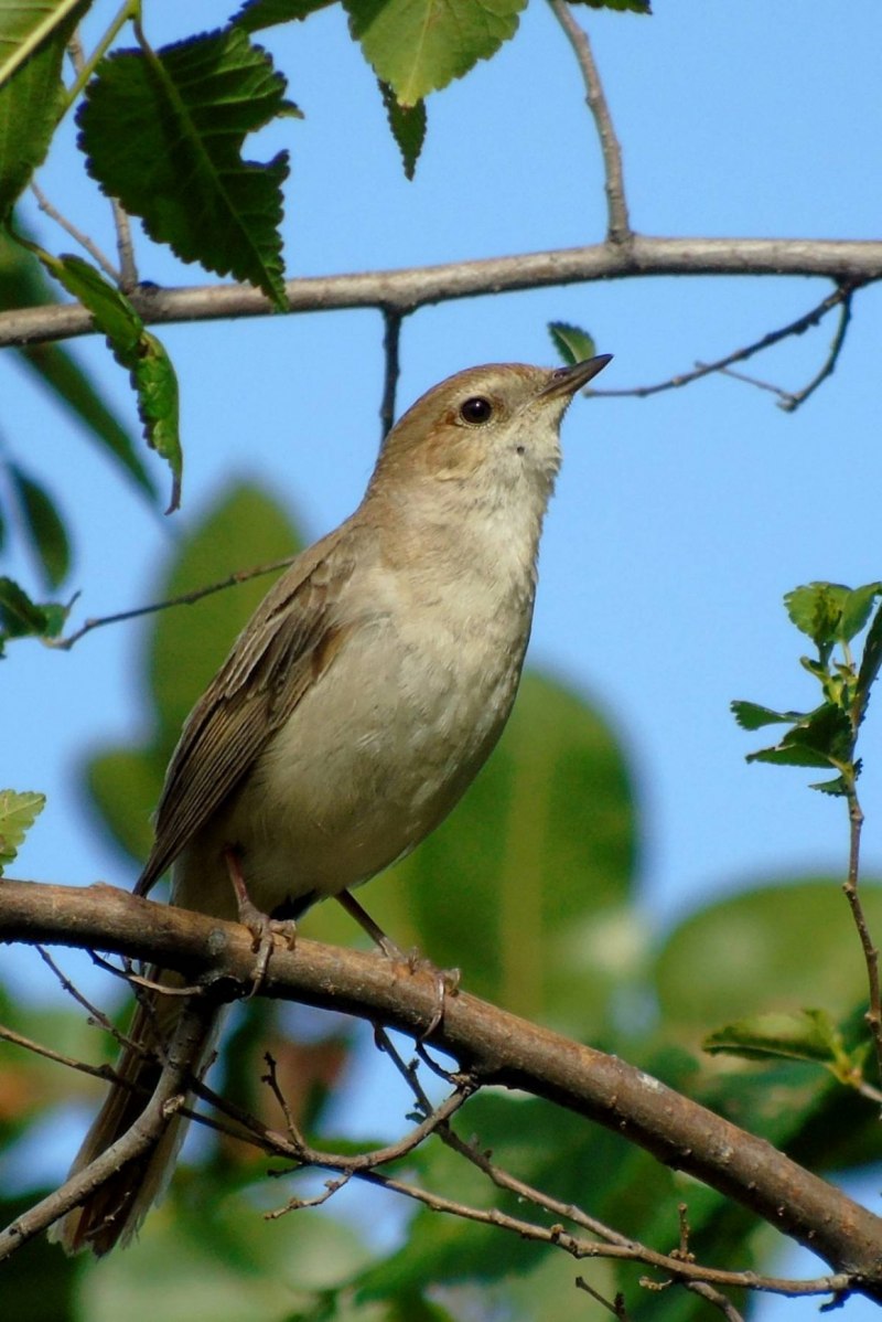 Luscinia Luscinia
