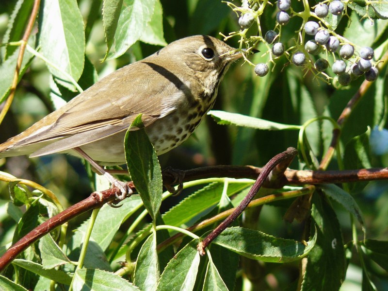 Luscinia Luscinia