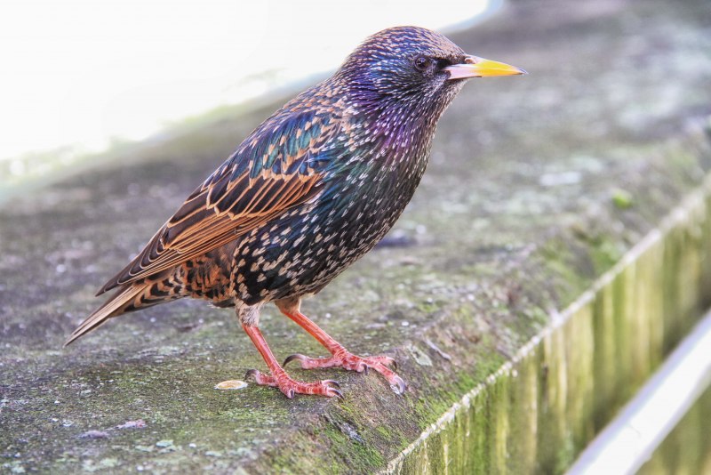 Red-billed Leiothrix