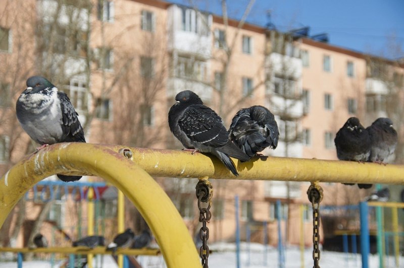 Птицы в городском дворе