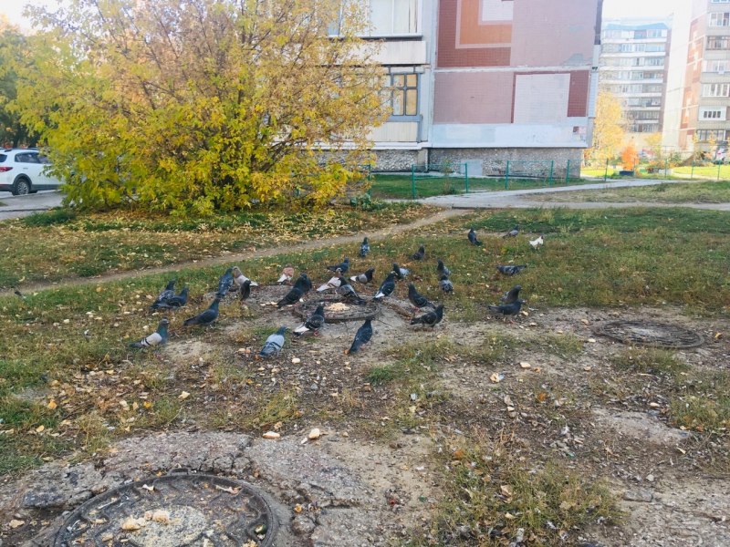 У воробья Приморско Ахтарск