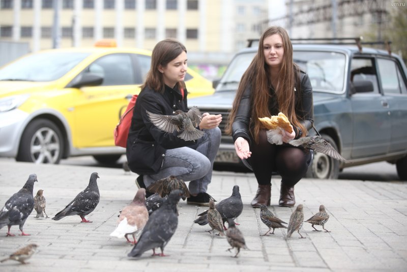 Кормление птиц во дворе