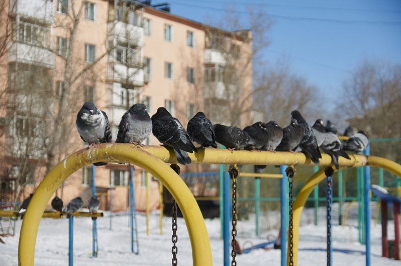 Гусь гусенок гусятник