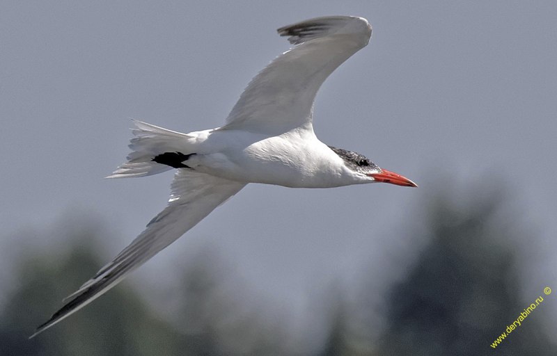 Chlidonias hybridus
