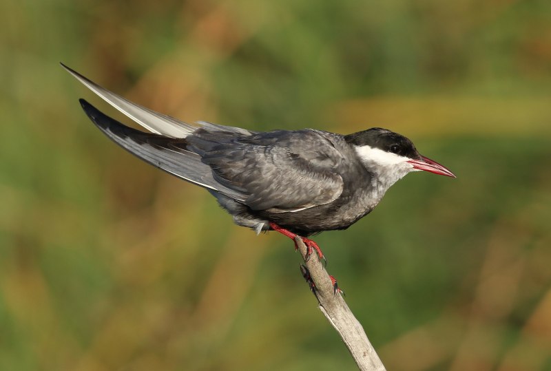 Chlidonias hybridus