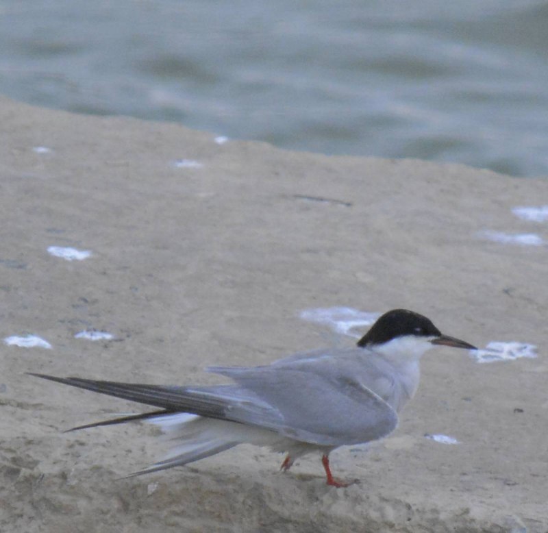 Common Tern Pet