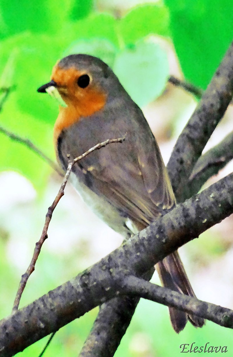 Erithacus rubecula самка