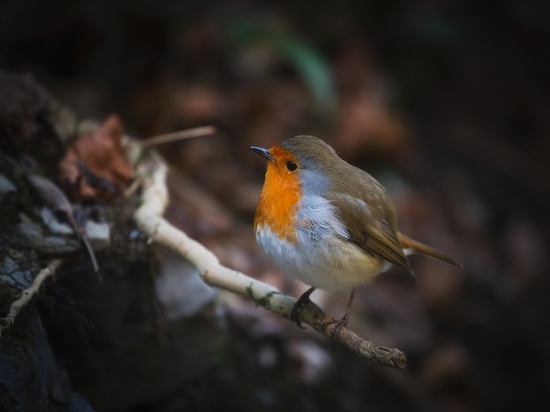 Rouge gorge