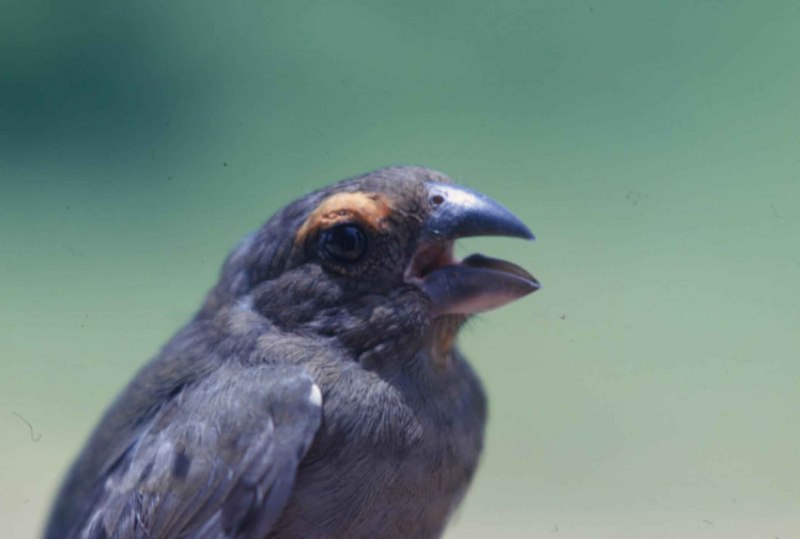 Loxigilla portoricensis