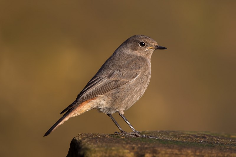 Обыкновенная горихвостка (Phoenicurus Phoenicurus)