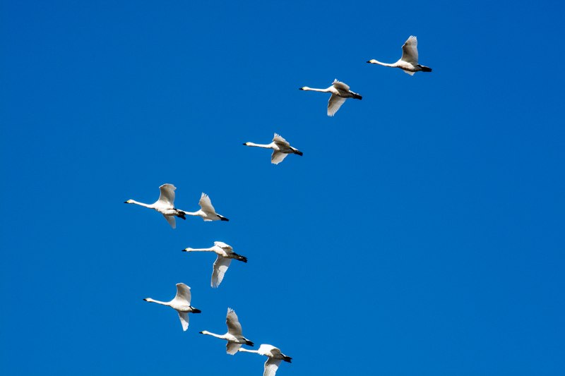 Клин лебедей в небе (82 фото)