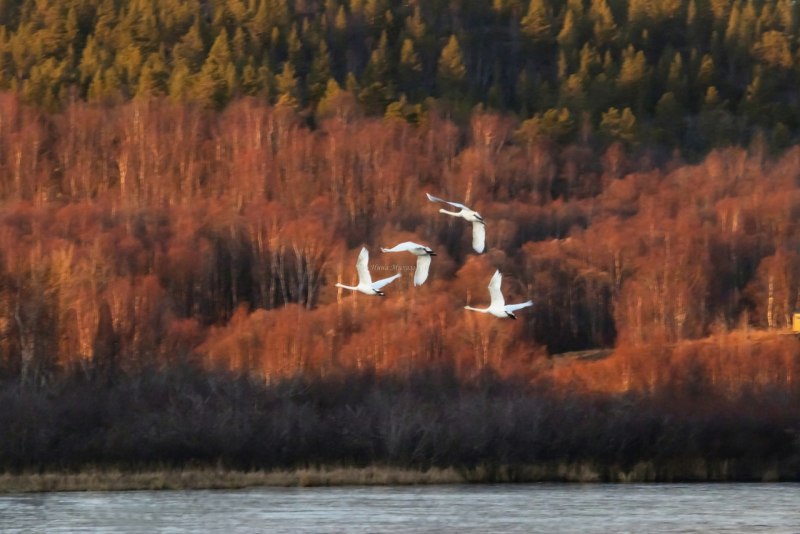 Лебедь шипун Самара